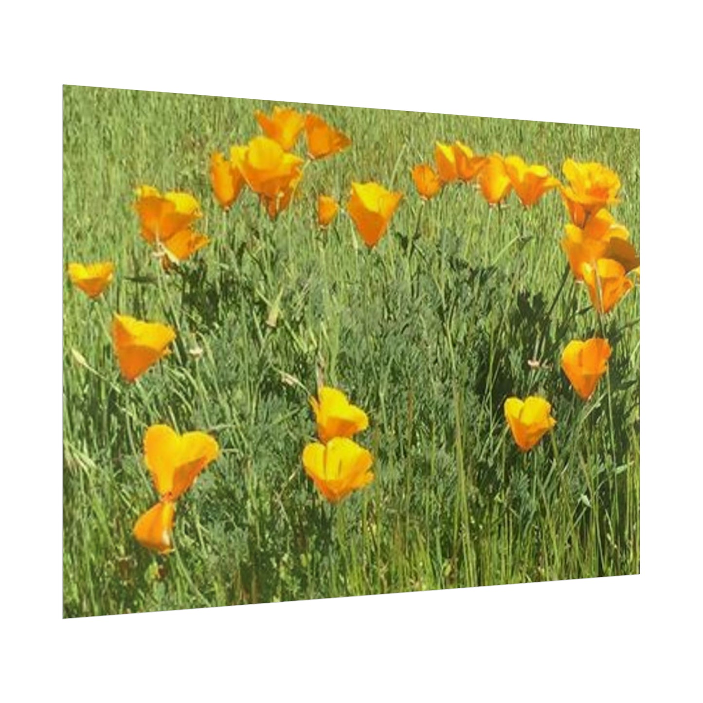 California Poppies - Fairy Circle of Hearts