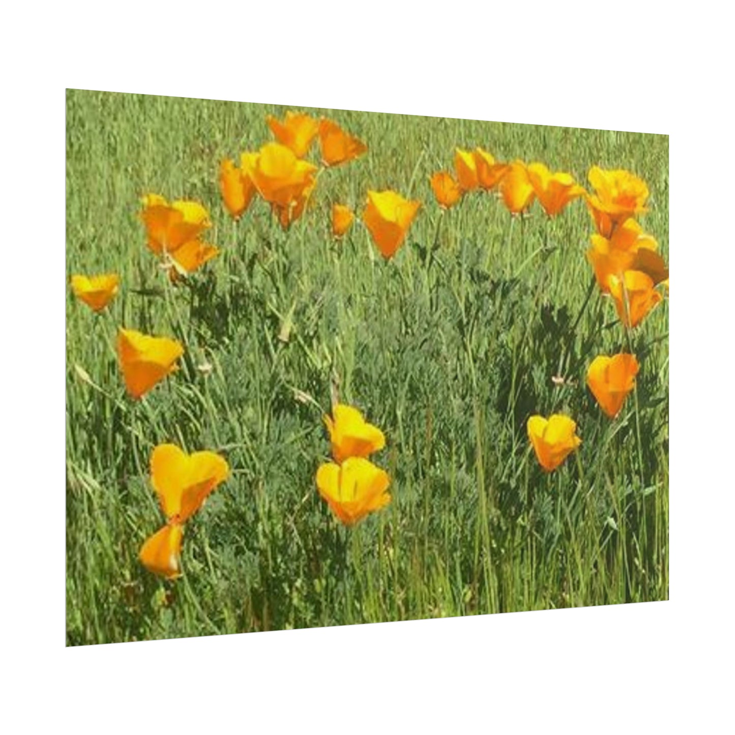 California Poppies - Fairy Circle of Hearts