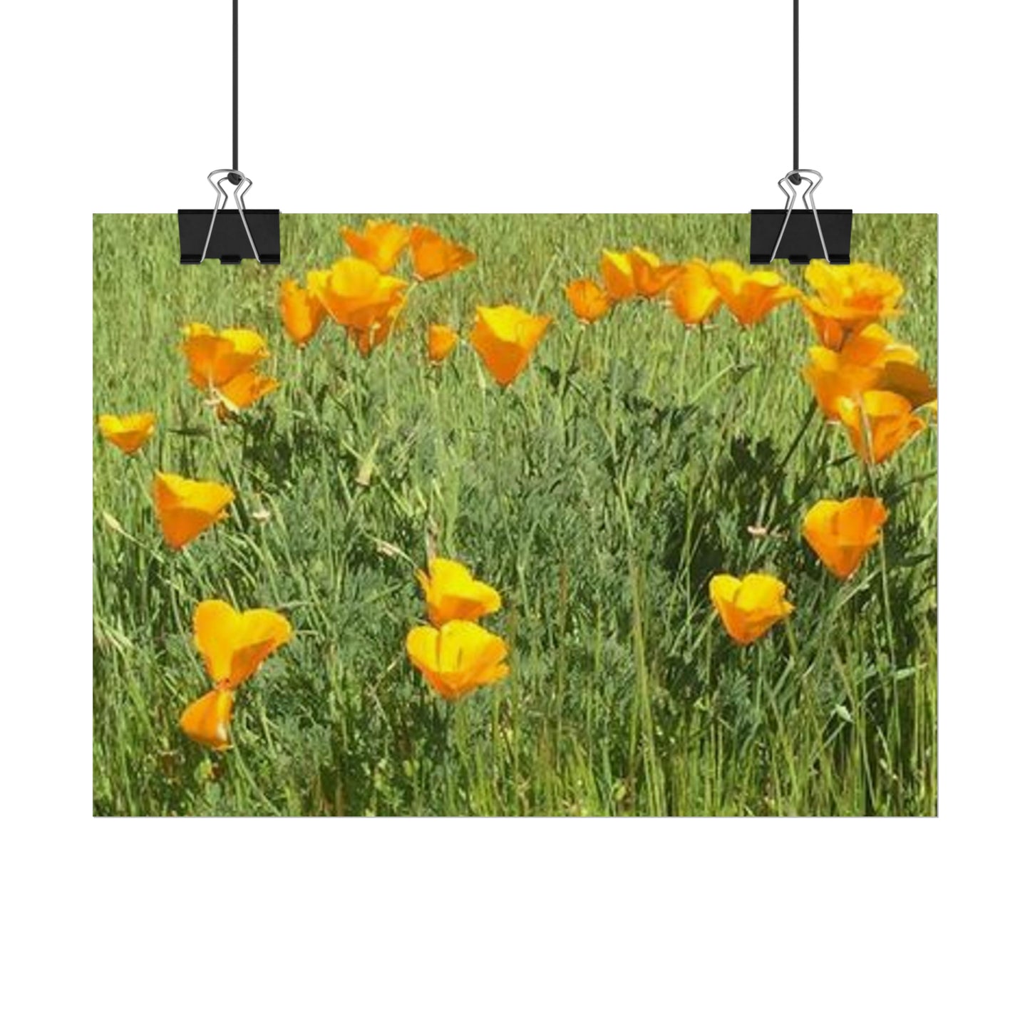 California Poppies - Fairy Circle of Hearts