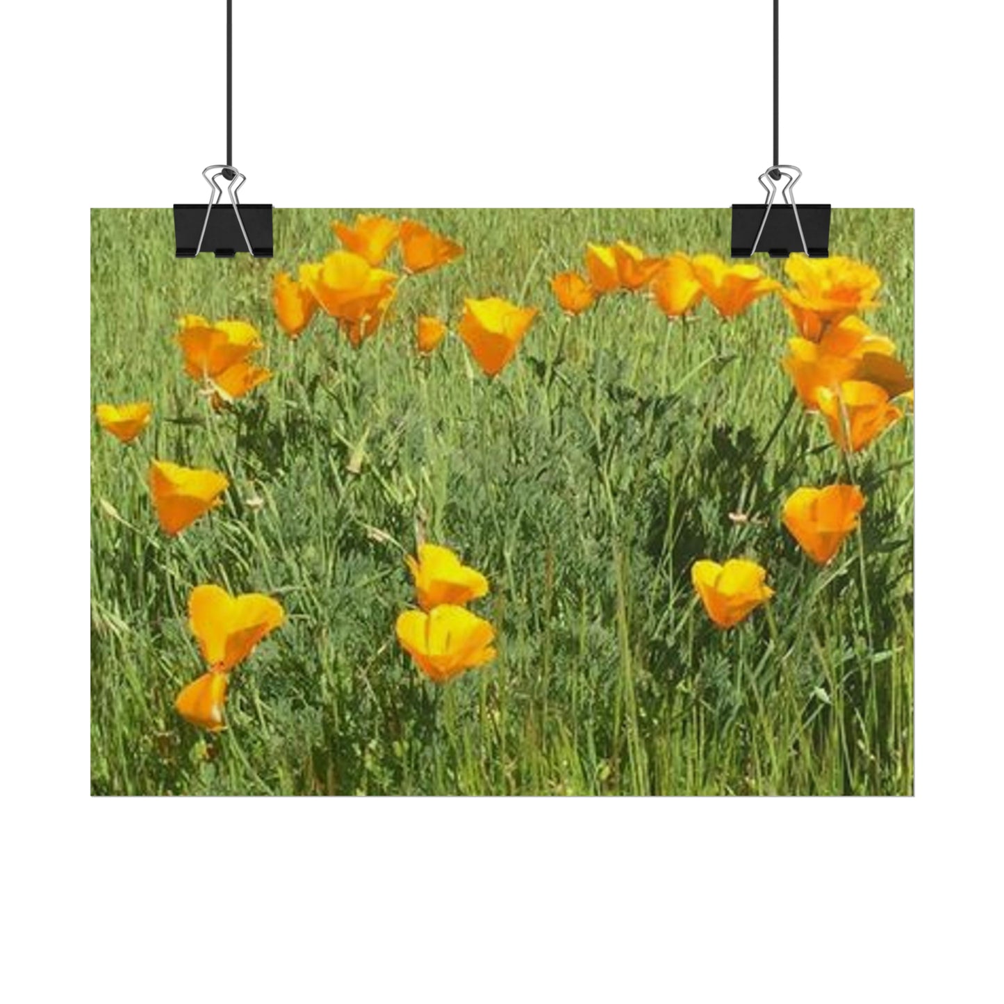 California Poppies - Fairy Circle of Hearts