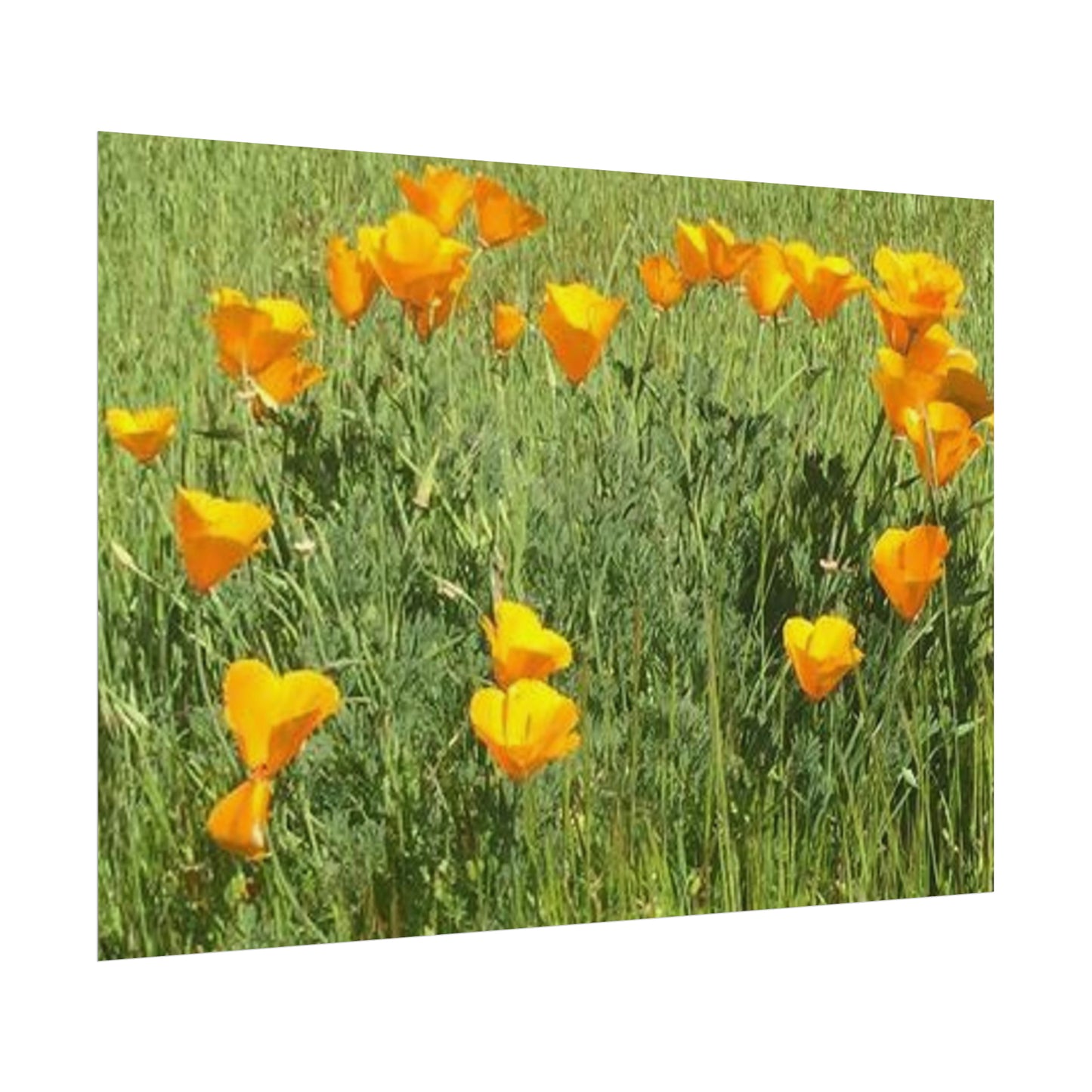 California Poppies - Fairy Circle of Hearts