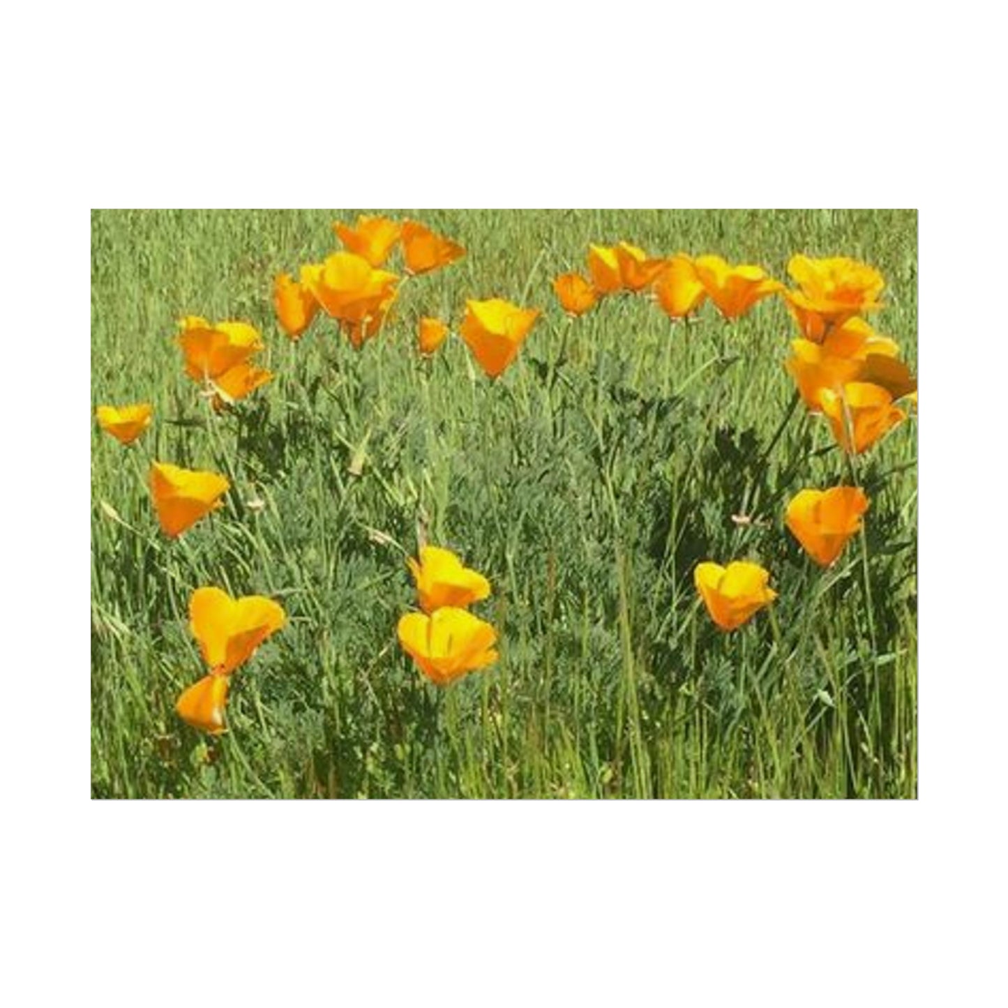 California Poppies - Fairy Circle of Hearts