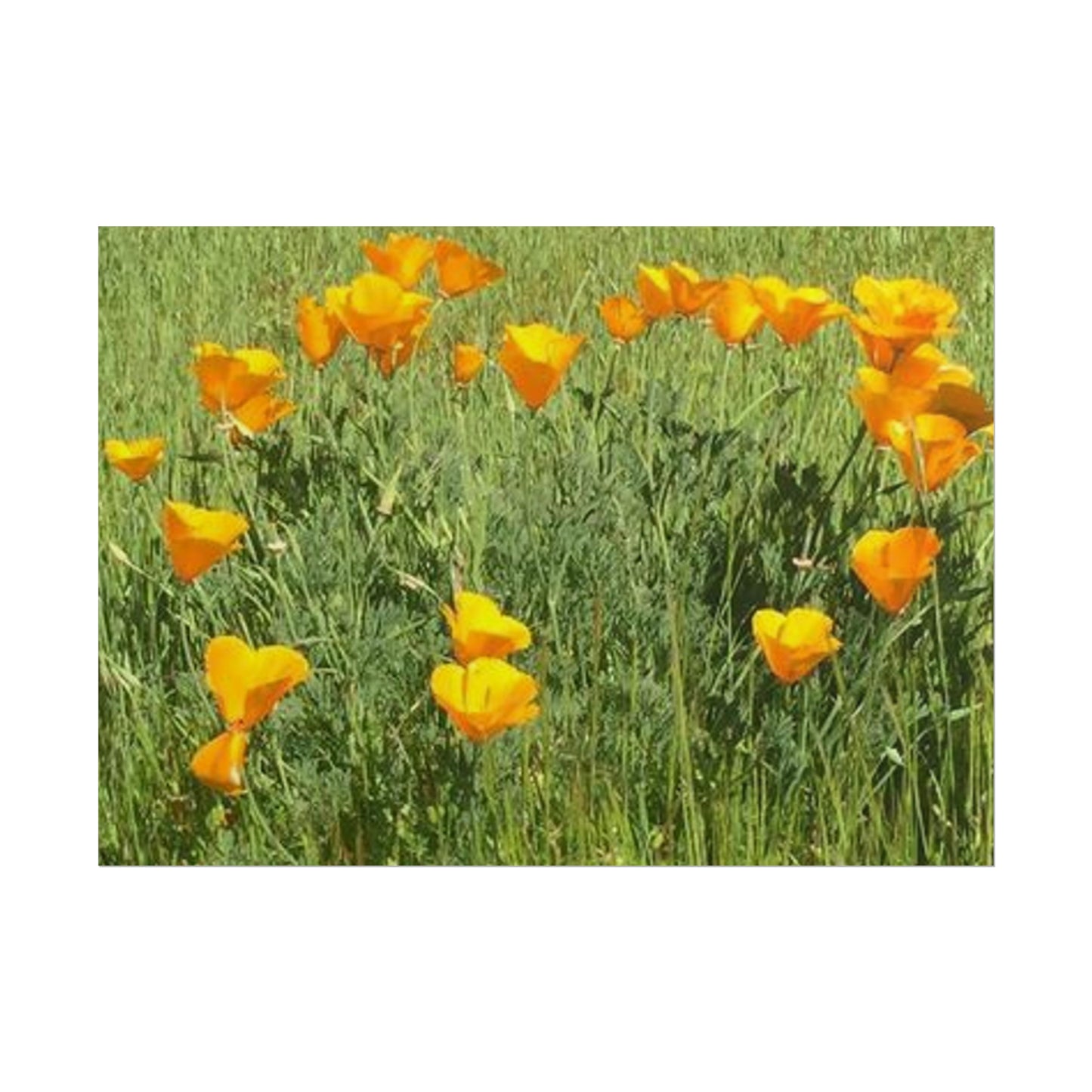 California Poppies - Fairy Circle of Hearts